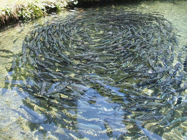 Fish Farm Monitoring System